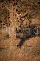 Cheetah cub facing camera from thorn tree