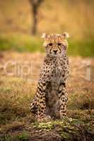 Cheetah cub facing camera sitting  on bank
