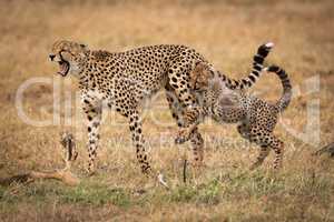 Cheetah cub grabs leg of yelping mother