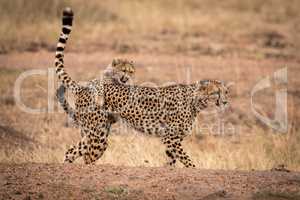 Cheetah cub grabs mother on earth bank