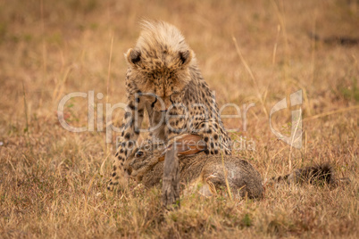 Cheetah cub guarding scrub hare in grass