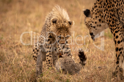 Cheetah cub guards scrub hare with mother