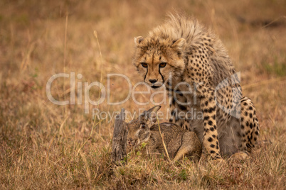 Cheetah cub guards scrub hare in savannah