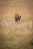 Cheetah cub in long grass approaches camera
