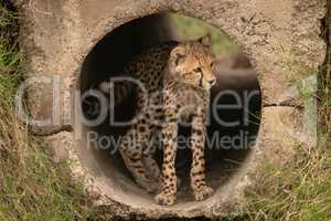 Cheetah cub in pipe stands looking right
