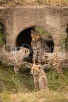 Cheetah cub in pipe surrounded by siblings