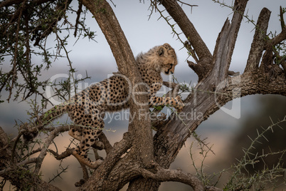 Cheetah cub in profile climbs thorn tree