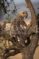 Cheetah cub in thorn tree looking down