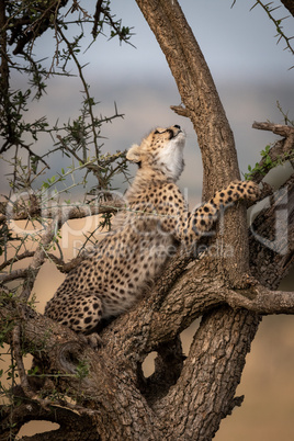 Cheetah cub in thorn tree looking up