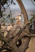 Cheetah cub in thorn tree looking up