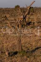 Cheetah cub in tree with another below