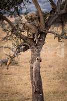 Cheetah cub joins two others in tree