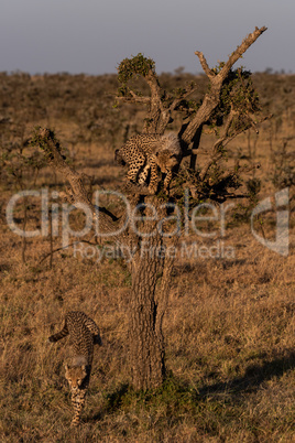 Cheetah cub in tree with mother below