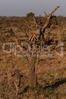 Cheetah cub in tree with mother below