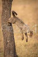 Cheetah cub jumping down from tree trunk
