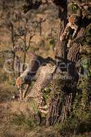 Cheetah cub jumping down tree beside others