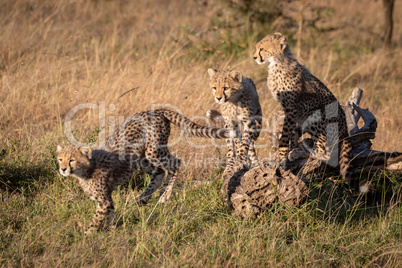 Cheetah cub jumping from others on log