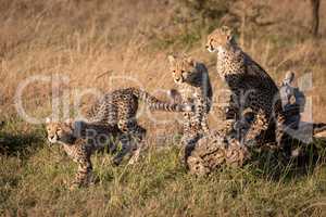 Cheetah cub jumping from others on log