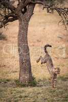 Cheetah cub jumping from tree in savannah