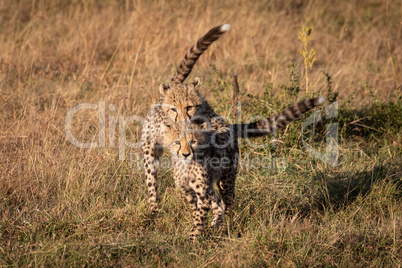 Cheetah cub jumping on another facing camera