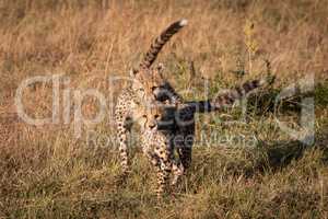 Cheetah cub jumping on another facing camera