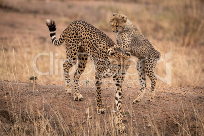 Cheetah cub jumping on back of mother