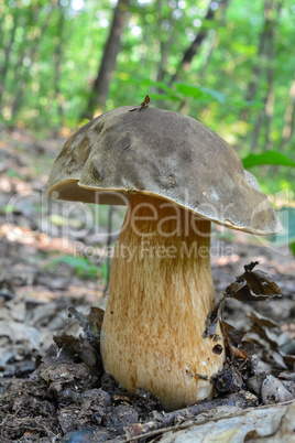 Boletus aereus, the dark cep or bronze bolete mushroom