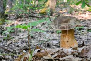 Young, jummy Boletus aereus or Dark Cep in oak forest