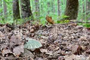 Hidden Greencracked Brittlegill mushroom