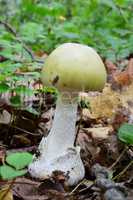 Death Cap mushroom close up