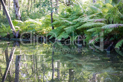 Still life of water and forest in Denmark