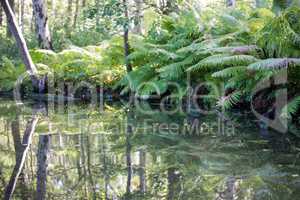 Still life of water and forest in Denmark