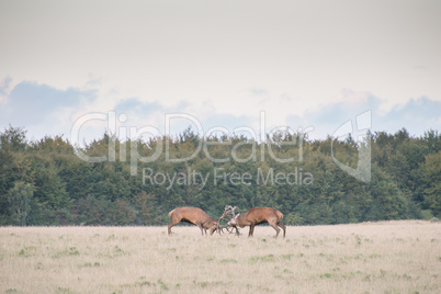 Red deer, Cervus elaphus in rutting season in Denmark