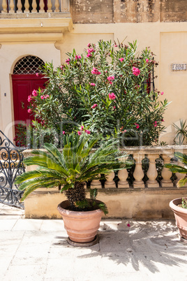 Mdina- blooming flowers