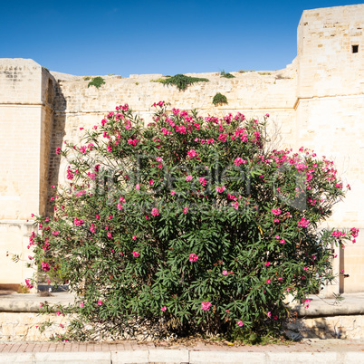 Marsaskala - St Thomas Tower