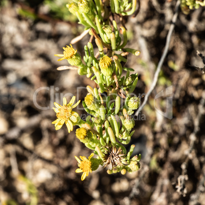 Marsaskala - yellow blooming beach plant