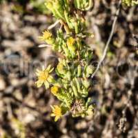 Marsaskala - yellow blooming beach plant