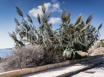 Marsaskala - beach plants