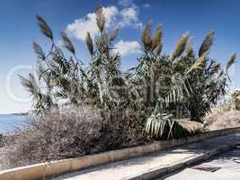 Marsaskala - beach plants