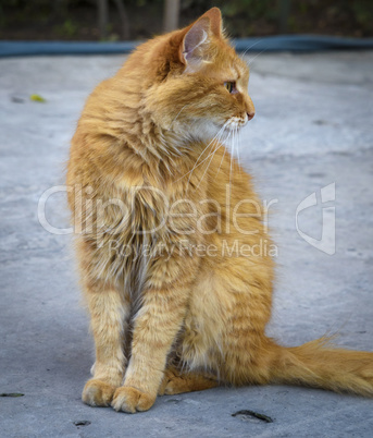 fluffy red cat sitting on the asphalt