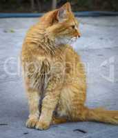 fluffy red cat sitting on the asphalt