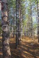 Even rows of pines in the forest