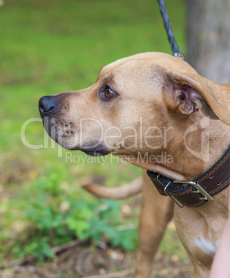 profile brown American pit bull terrier