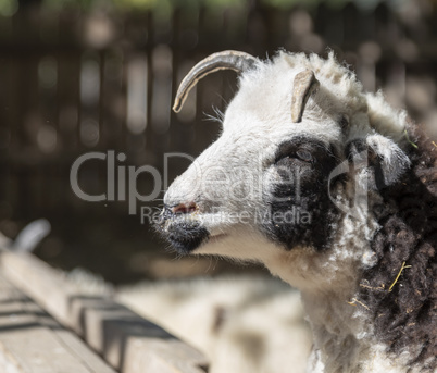 portrait of a ram with horns on nature