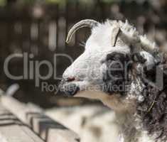 portrait of a ram with horns on nature