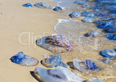 dead and living jellyfish on the Black Sea shore