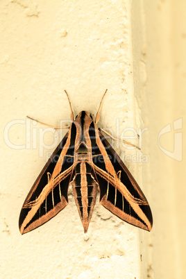 Sphinx moth Sphingidae with large wings