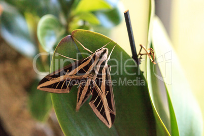 Sphinx moth Sphingidae with large wings