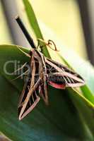 Sphinx moth Sphingidae with large wings