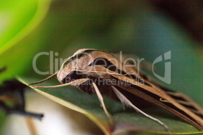 Sphinx moth Sphingidae with large wings